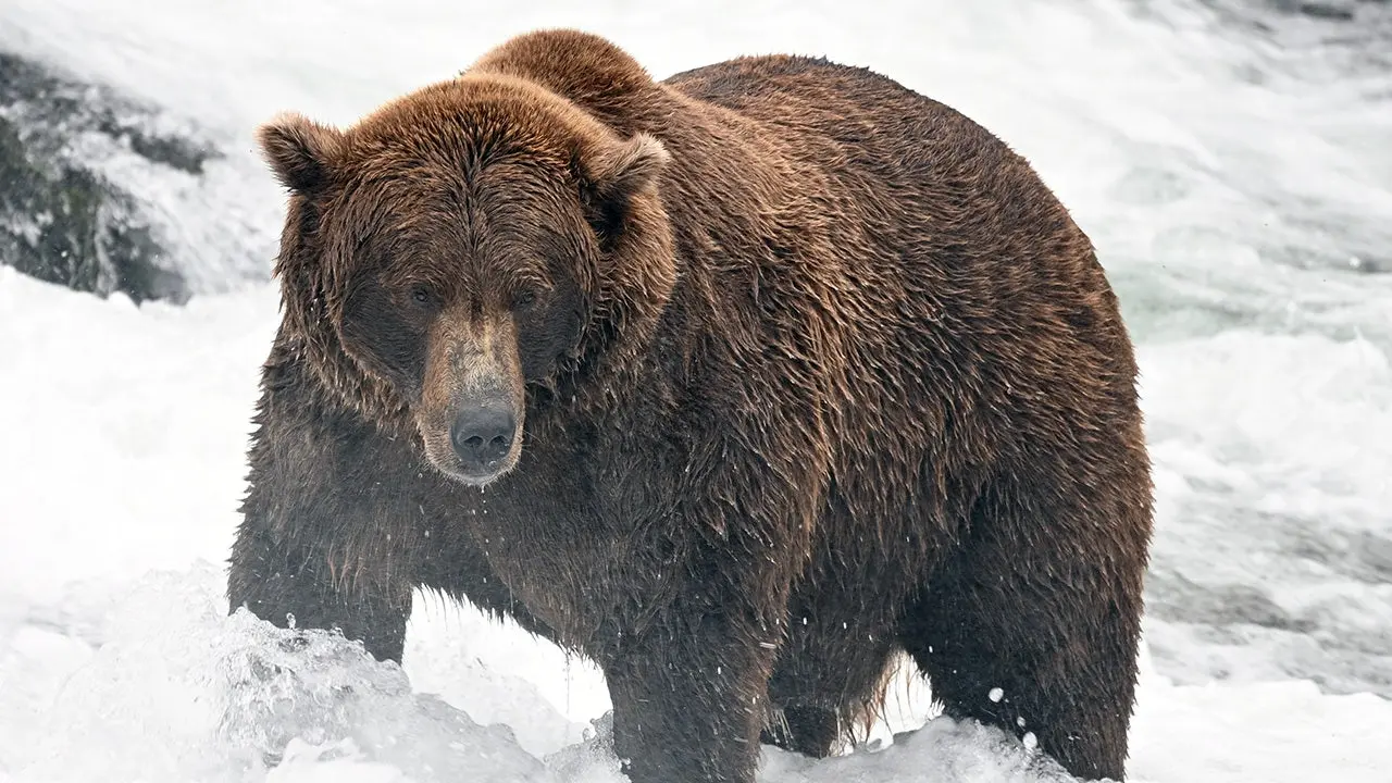 La grille de la Semaine des gros ours est prête : découvrez les poids lourds, les outsiders et le tenant du titre de ce tournoi