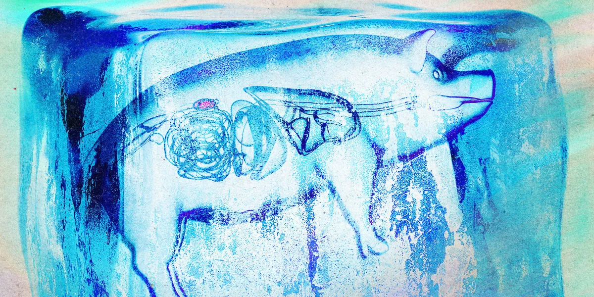 Des reins surréfrigérés transplantés chez des porcs dans le cadre d'une « réalisation historique »