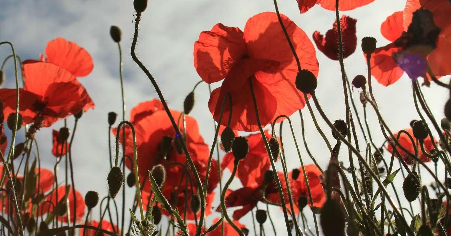 Le syndrome des grands coquelicots : pourquoi l'excellence suscite souvent des réactions négatives